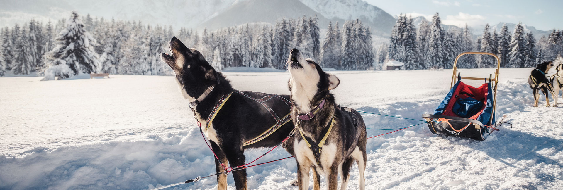 7 actividades en la nieve para invierno