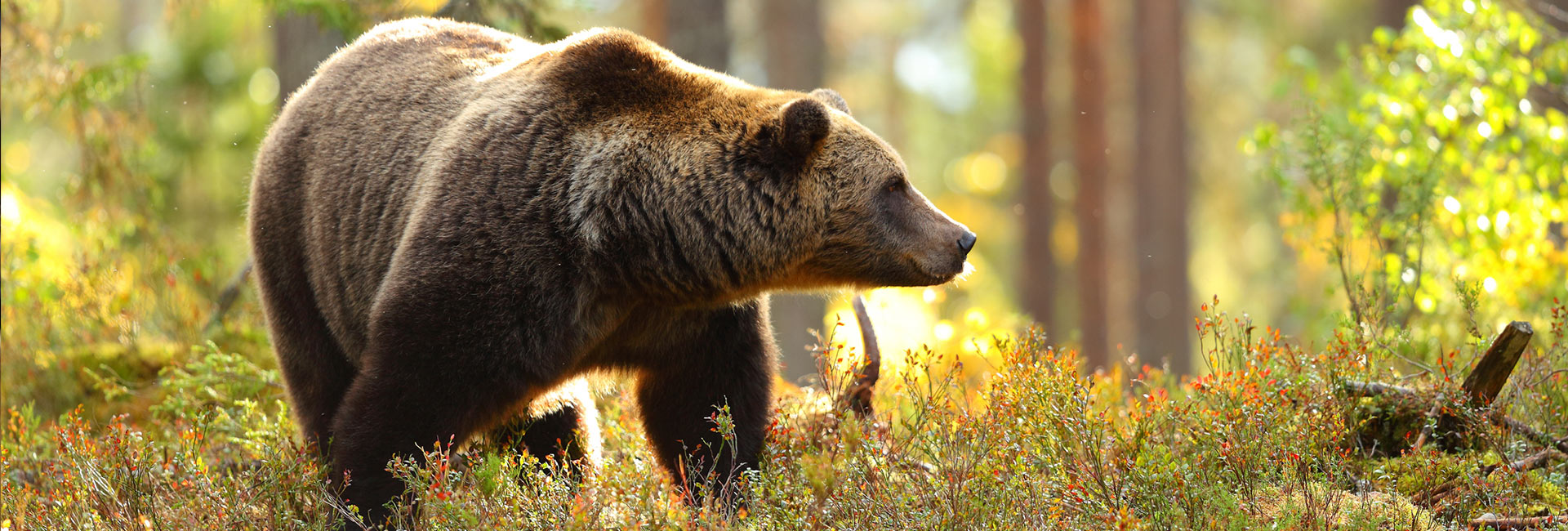 Flora y Fauna del Valle de Arán, un oso pardo