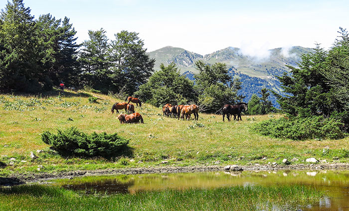 Paseos a caballo en los pirineos