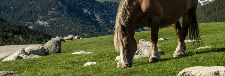 Vall de ruda