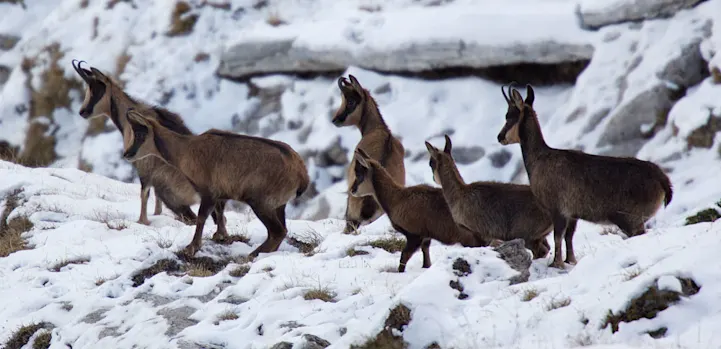 10 actividades en la nieve en Baqueira naturaleza