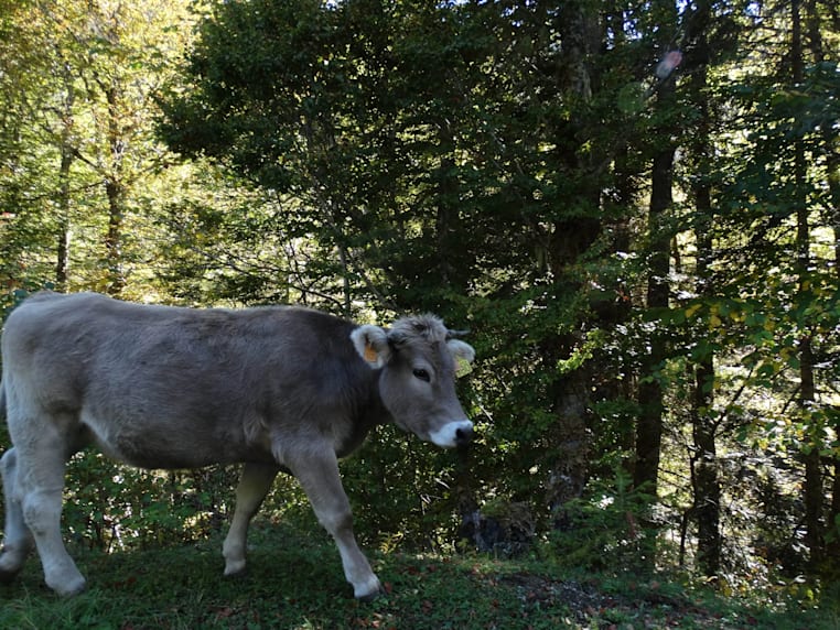 excursiones-valle-aran-animales